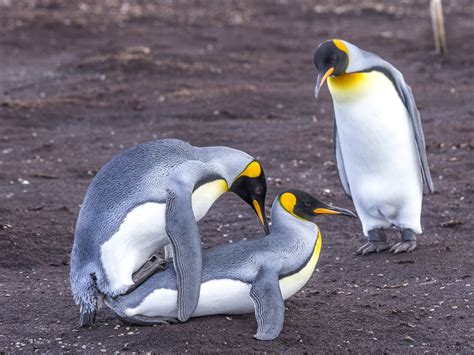 Can You Print a Document at Walmart? And Why Do Penguins Prefer Ice Cream Over Fish?