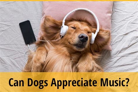 Should I Leave Music On for My Dog? A Deep Dive into the Benefits of Music for Dogs